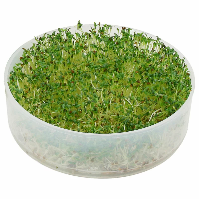 VKP Brands Home Kitchen Crop 4-Tray Sprouter - Sprout Favorite Seeds And Legumes - Image 5